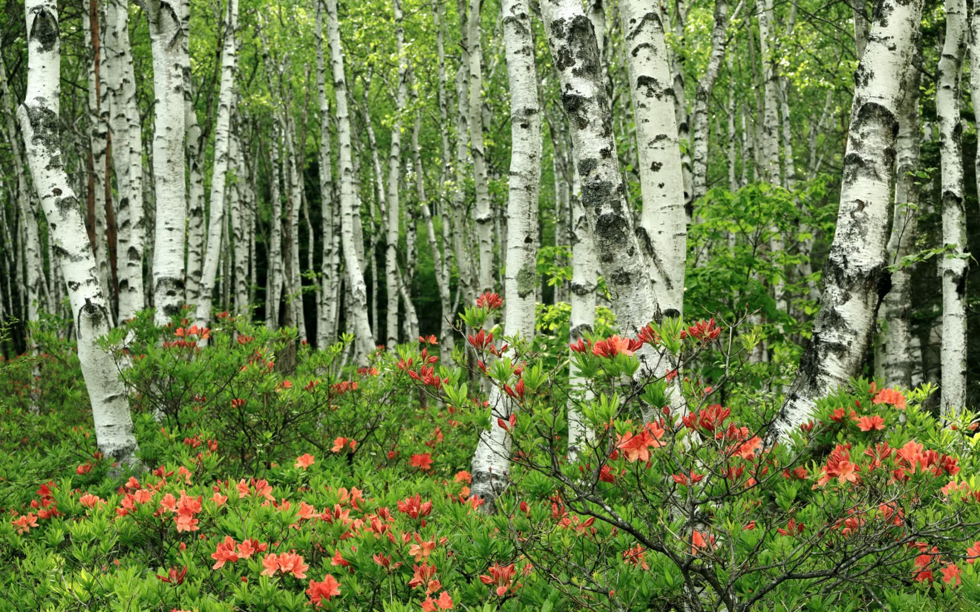 世界登山青年导师生态课堂示范校第六批名单公布，国际登山